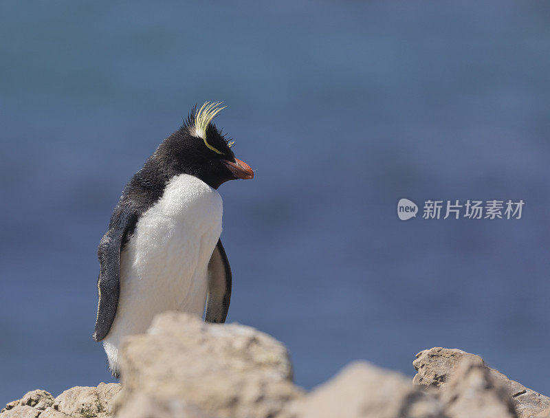 福克兰群岛，有复制空间的南方跳岩企鹅。