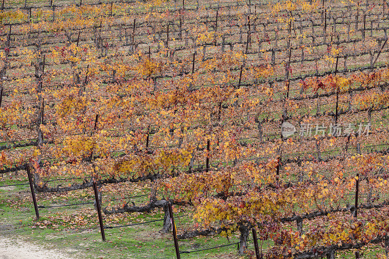 加州Temecula山谷葡萄酒之乡，一排排色彩缤纷的秋天葡萄园。