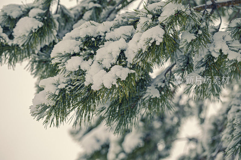 白雪覆盖的松树树枝