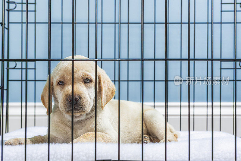 一只黄色的拉布拉多犬躺在铁丝箱里，带着悲伤的“小狗眼睛”——7周大