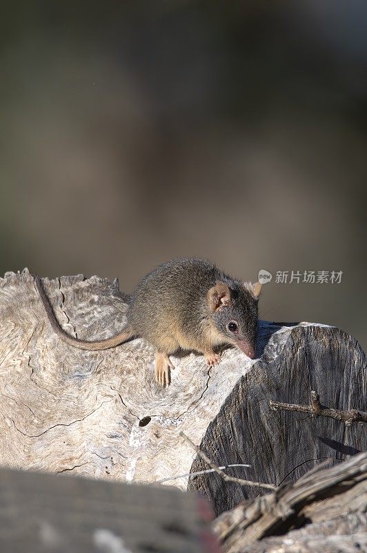 树干上的松鼠特写镜头