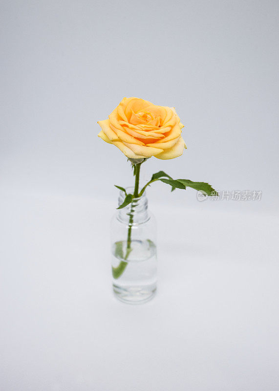 蓝色背景的花瓶里有一束吉卜草和桃玫瑰。玻璃花瓶里的吉卜草花和玫瑰，光影交织。玻璃花瓶与精致的玫瑰和吉普赛人。内部。