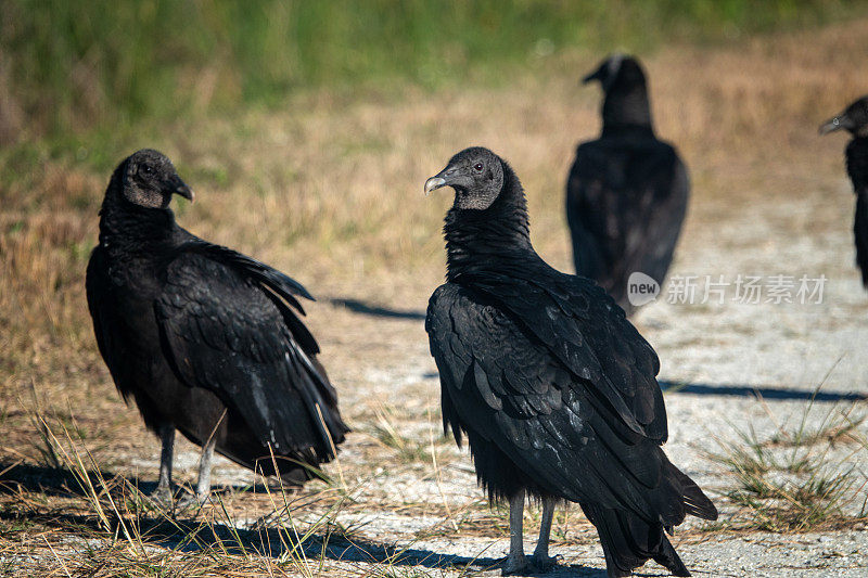 黑秃鹫，又称美国黑秃鹫
