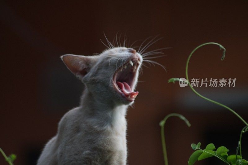 我的橙色宠物猫