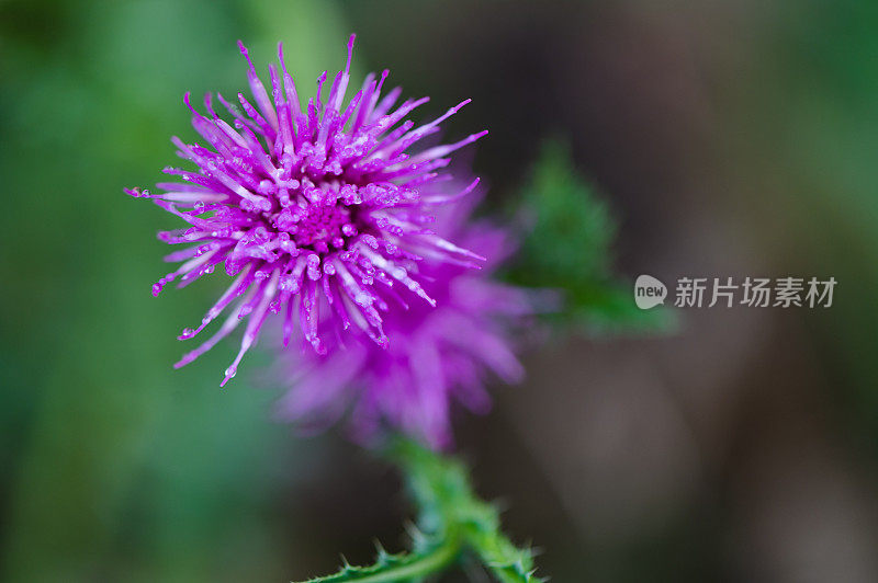 花卉紫色背景