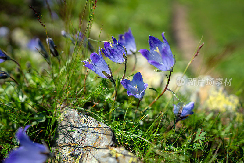 在阳光明媚的日子里，高加索山脉美丽的蓝色花朵特写
