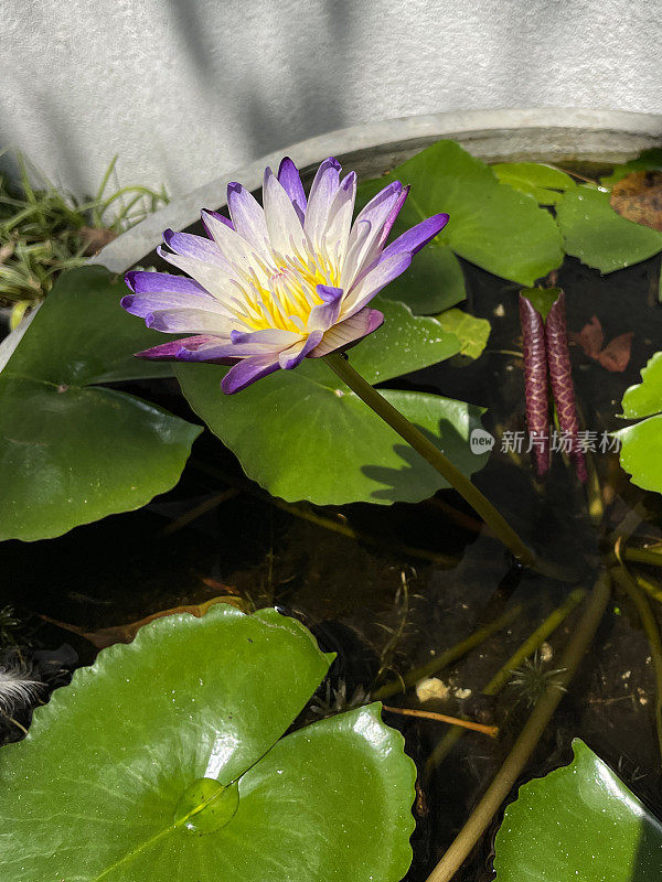 图像中紫色和白色的微型睡莲花和垫在水面上的旧木酒桶上循环成一个金鱼池