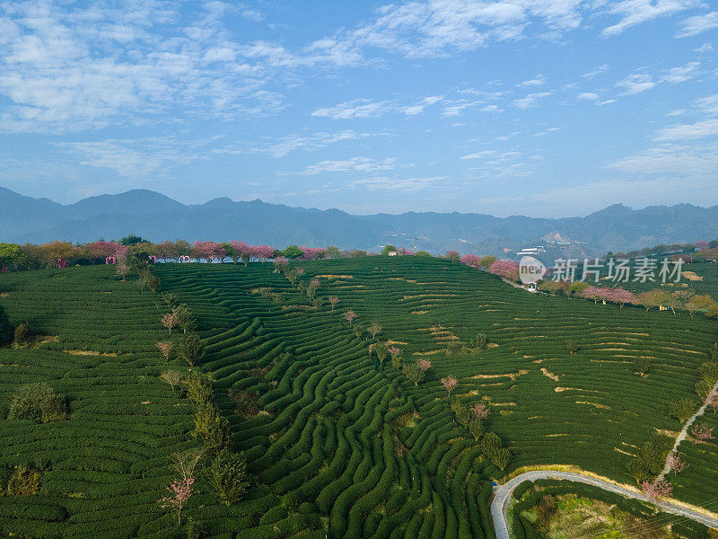 樱桃有机茶山鸟瞰图