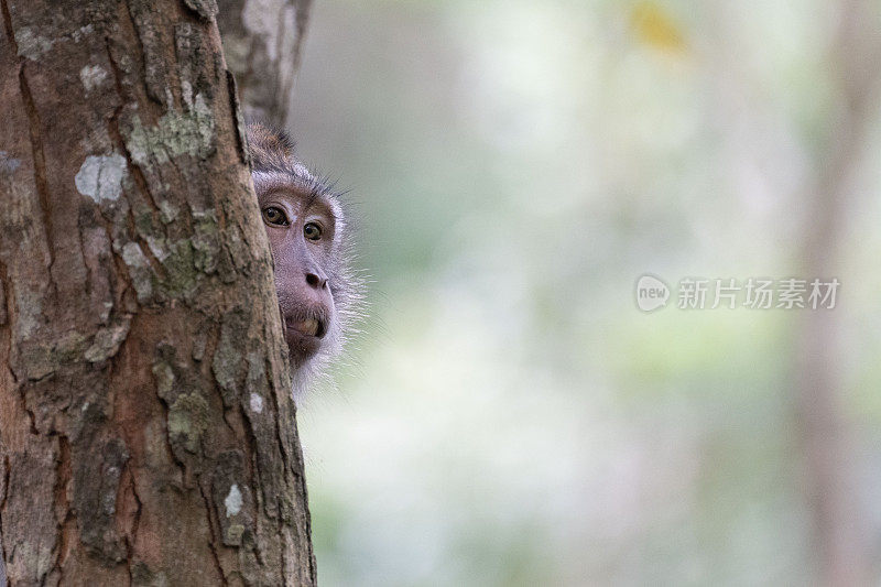 猴子的脸出现在树后