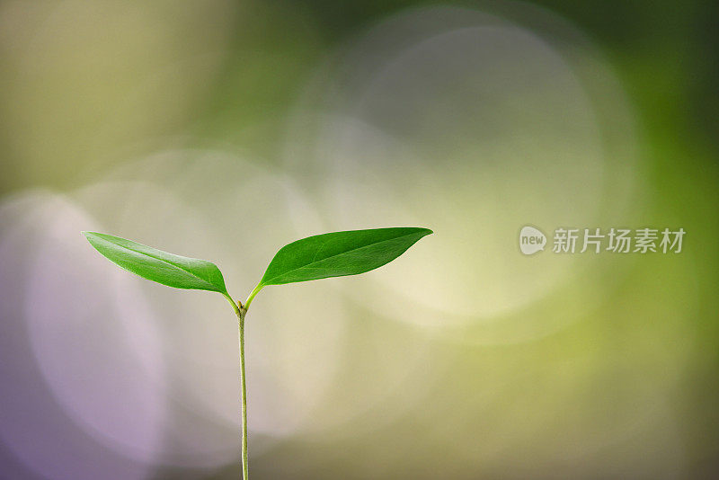 在模糊的光线下萌芽