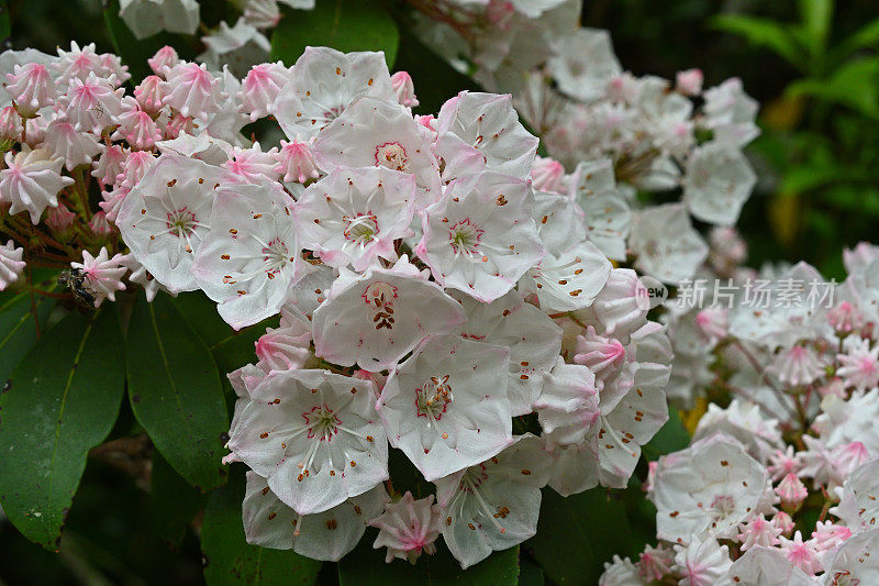 白色山月桂，中芽