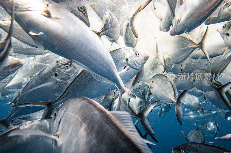 一大群银杰克大眼鲹鱼在清澈的蓝色水中疯狂进食