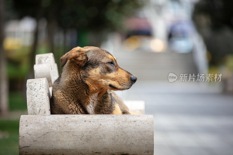 棕色的流浪狗正坐在公园的长椅上。