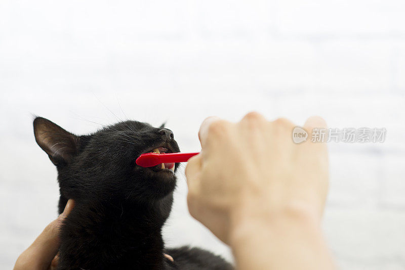 兽医给猫刷牙