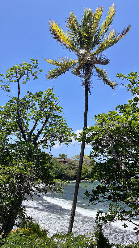 多巴哥岛的海滩和棕榈树