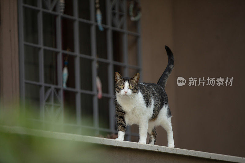 多色的流浪猫站在阳台上。