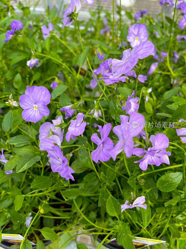 紫色的三色堇花