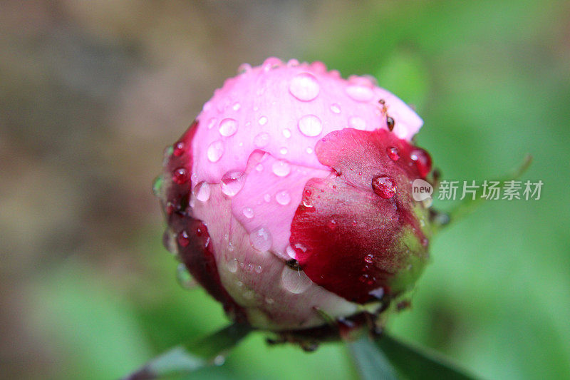 粉色牡丹花蕾特写，有雨滴和蚂蚁