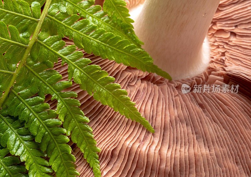 野生蘑菇和绿色蕨类叶子的特写纹理表面。设计的背景图案。微距照片，俯视图