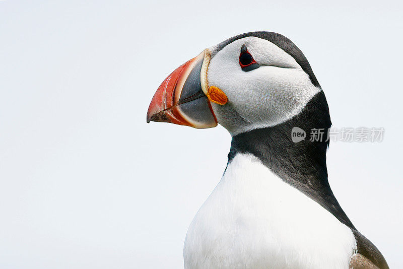 大西洋海雀