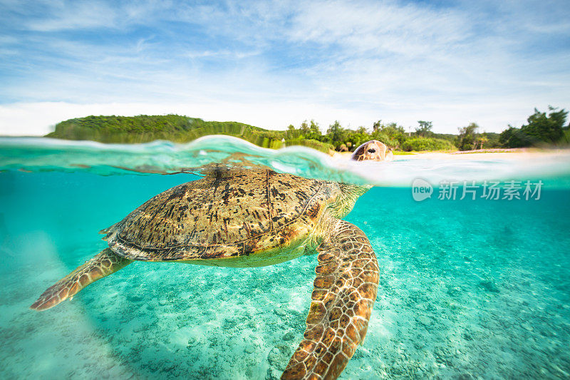 在冲绳岛的水域，近距离接触到一只浮出水面的海龟