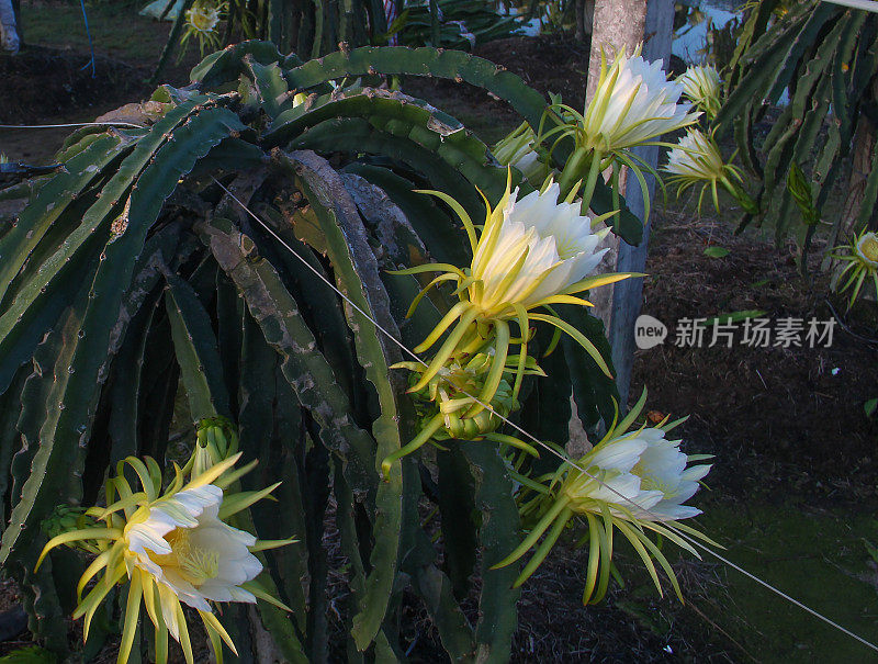 龙果花，龙果园，火龙果果园，天江省