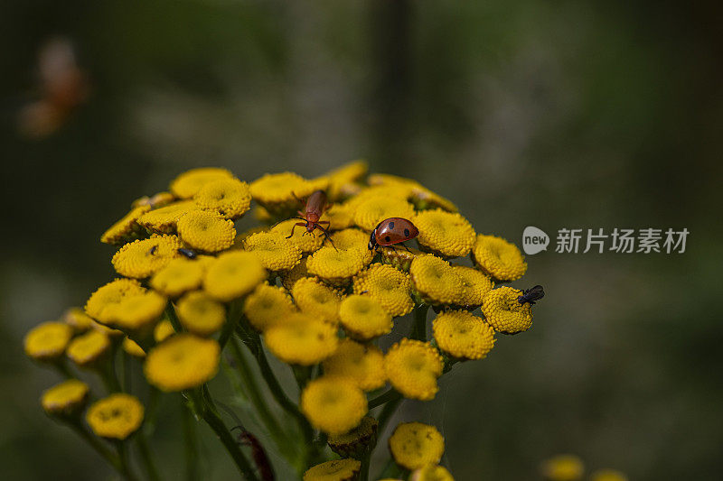 牡丹属植物中的长角甲虫和瓢虫