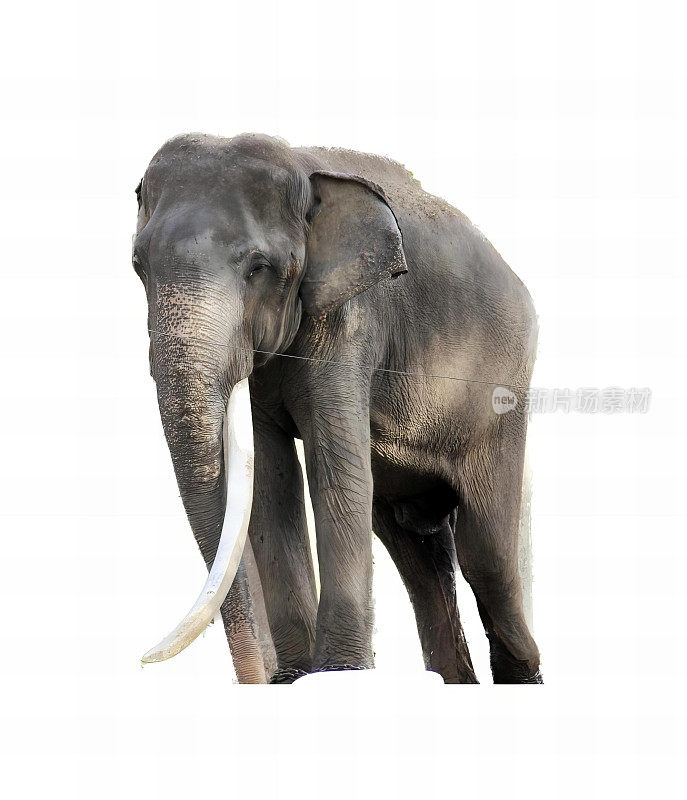 一张白色背景前站着一只长着象牙的大象的照片，白色背景上站着一只长着象牙的大象。