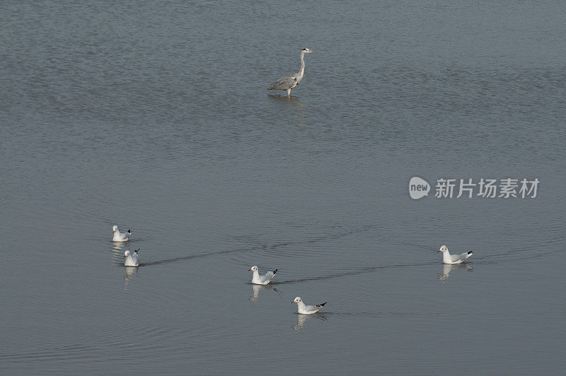 在金色的晨光中飞翔