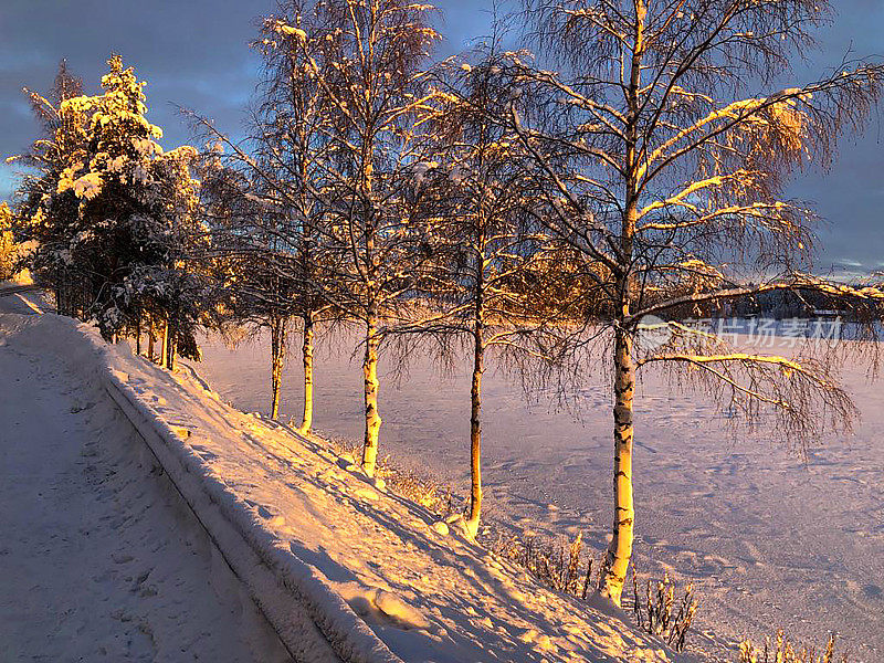 乡村道路和白雪覆盖的桦树，日落时拉普兰的冬季景观。