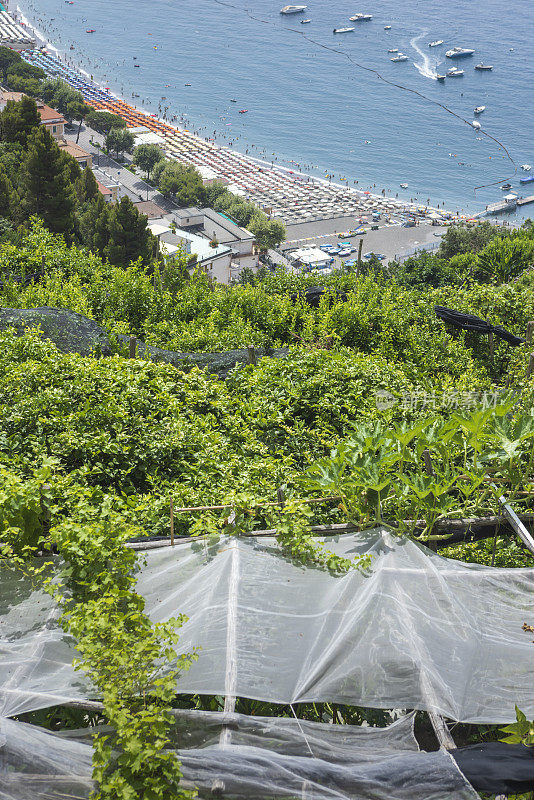 意大利阿马尔菲海岸迈奥里附近山上的柠檬田