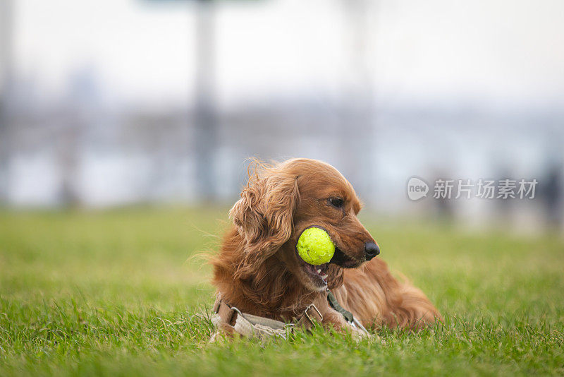 顽皮的可卡犬。