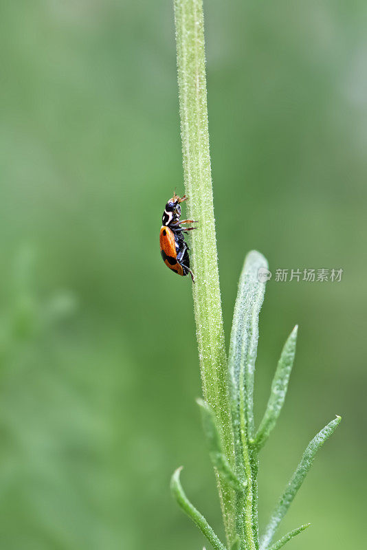 瓢虫攀爬洋甘菊茎