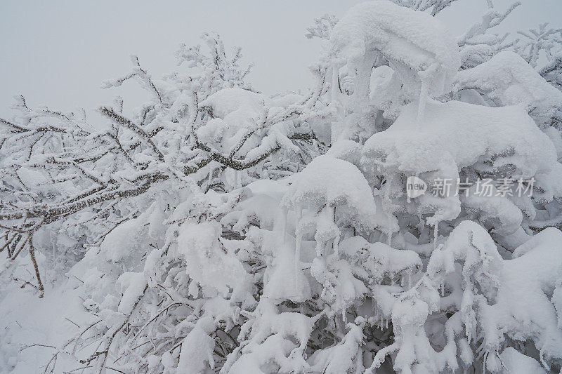 下雪的树枝