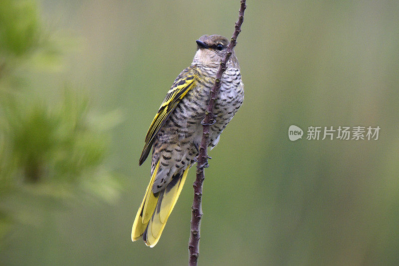 黑色Cuckooshrike