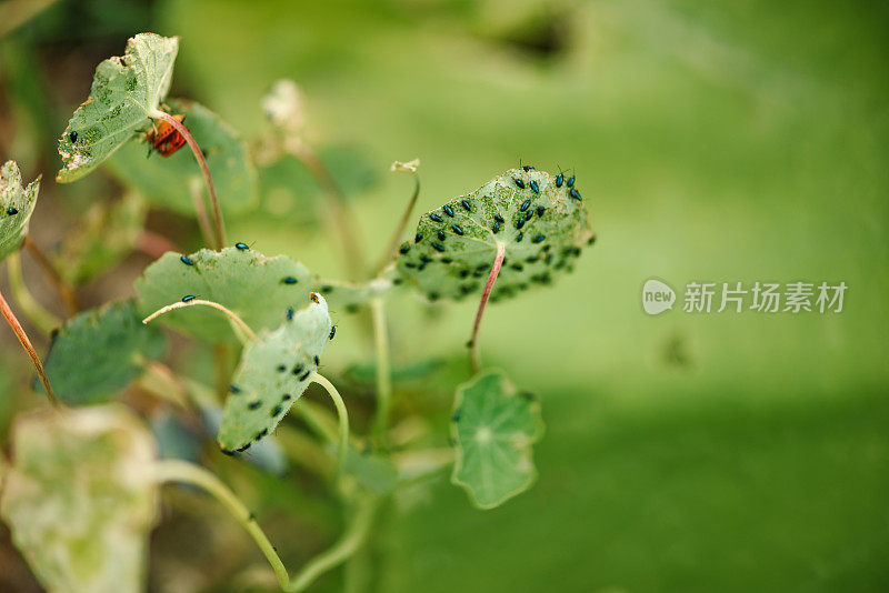 被昆虫吃掉的印度菜。