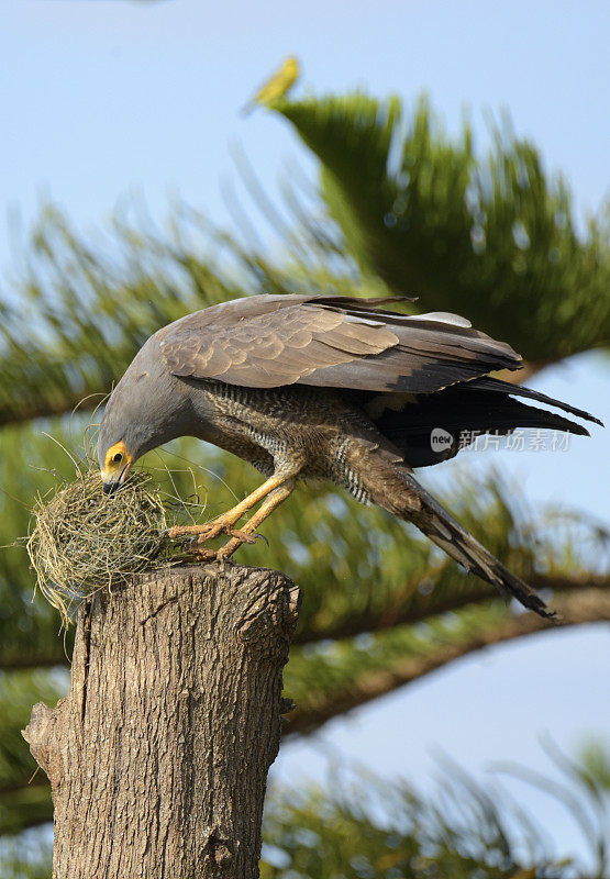 非洲Harrier-Hawk