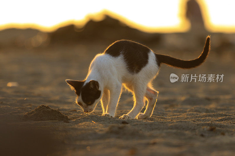 日落时分，猫在海滩上玩耍