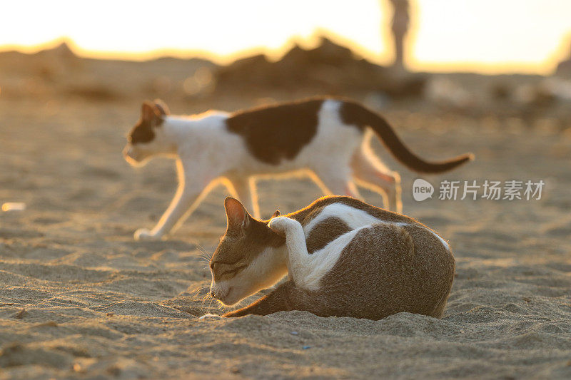 日落时分，猫在海滩上玩耍