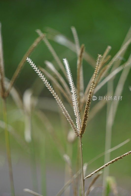 印度鹅草(印度鹅草，院子草，鹅草，线草，乌鸦脚草，卢兰干)。这种植物是禾本科的一种草。它是一种小型一年生草。