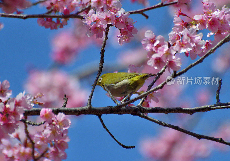 日本白眼鸟在蓝天下吮吸樱花花蜜