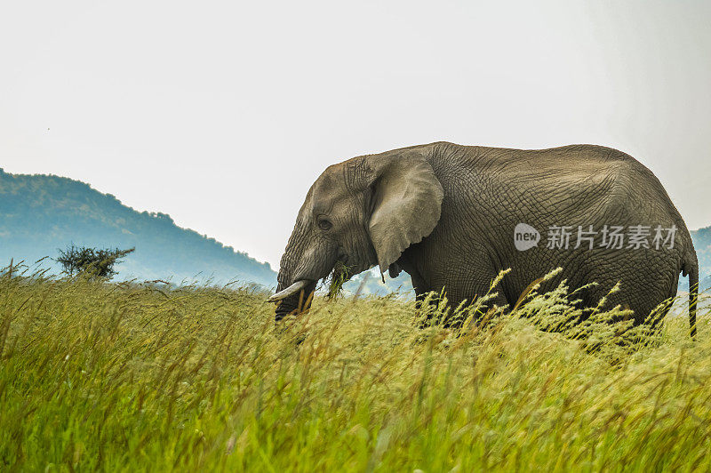 在非洲的一个野生动物保护区，一只孤立的小象在高高的草丛中吃草