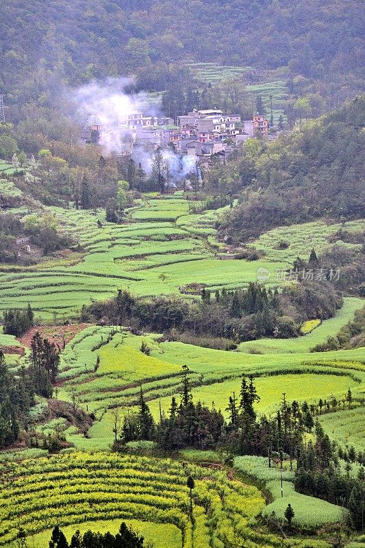 油菜花图案