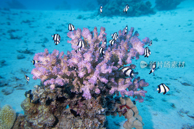 热带海底沙质海底五颜六色、风景如画的珊瑚礁、石珊瑚和白尾鱼，水下景观