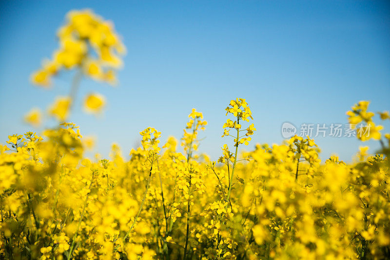 蔚蓝天空下鲜艳的黄色油菜地