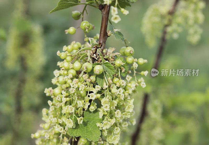 开花红加仑(红加仑)