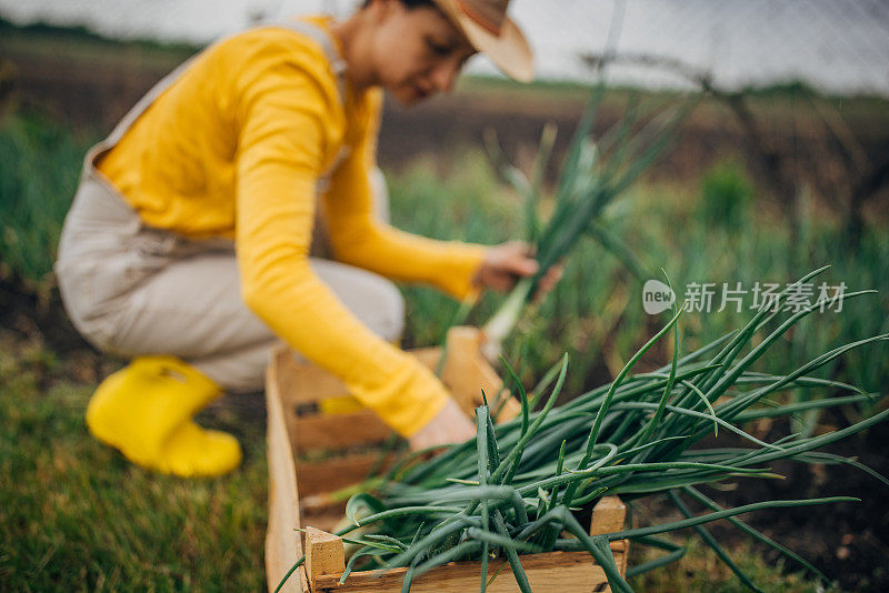 一位农妇正在采摘小洋葱