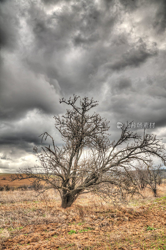 暴风雨中光秃秃的树(HDR)