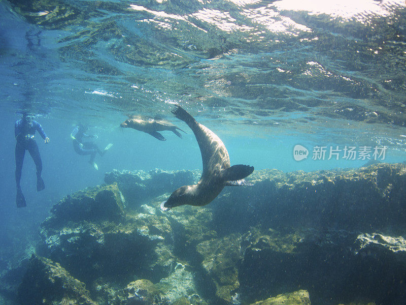 海狮与浮潜者嬉戏加拉帕戈斯岛之旅