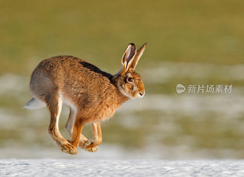 春天里普通的野兔在奔跑